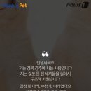 멍멍이집 이미지