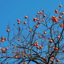 어린이대공원 이미지