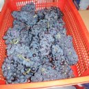 백천농장 이미지