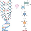 DNA