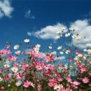 코스모스세탁 이미지