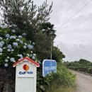 씨앤피리조트 | 제주 성산 씨앤피(C&P)리조트 힐링 숙소 2박 후기 | 흑돼지 맛집 또또고깃간