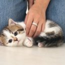 이쁜냥이 | 광주고양이분양 깜찍한 냥이