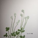 토끼풀화원 이미지