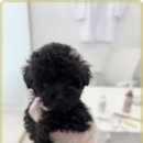퍼피랩켄넬 네이버블로그