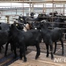 전라남도농업기술원 축산연구소 이미지