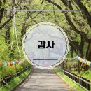 봄날오다 | 공주 갑사 황매화, 봄날 힐링 산책 코스 오리숲길 용문폭포 추천