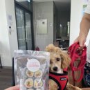 멍냥플레이트 이미지