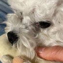 휴먼아이케어 | 강아지 유루증 영양제 추천! '메디바우 아이케어 플러스' 일주일 급여해본 찐후기