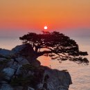 국도13호선 소나무길 | 둘째주의 추천 여행지(1): 양양 하조대 일출과 겨울바다 - 애국가 소나무 위로 뜨는 매력적인 일출과 바다