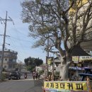 모슬포항 터미널 | 제주도올레길10코스(20250416수)