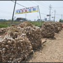서산태안6쪽마늘조합 공동사업법인 이미지