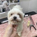 쁘띠펫 이미지