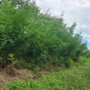 거동교 좌안 이미지