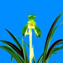 한국춘란 기화소심(寄花素心) 고은소(高恩素)07 이미지