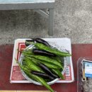 천사의 아침 이미지