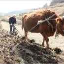 워낭소리 이미지