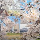 목포-청주 예술교류전 개최 | 청주 무심천 벚꽃축제 실시간 지금 당장 가야할 축제부터 포토존과 주차꿀팁까지