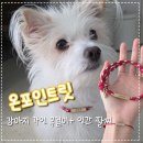 강아지는 내 운명 | 목에 착 붙는 강아지 인식표 목걸이 온포인트릿 커플템으로 산 후기
