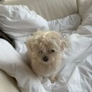 스테이 다연 이미지