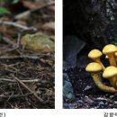 독버섯 이미지