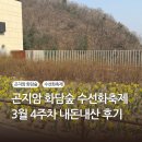 숲차 | 화담숲 수선화축제 3월 4주차 내돈내산 방문후기