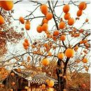 부산대학교 행정대학원 이미지