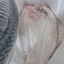 하늘빛 닭섬 이미지