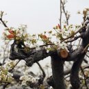 송우 이미지