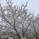 수동옥