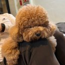 트리밍스튜디오제제 이미지