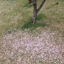경주 읍성 겹벚꽃... 이미지