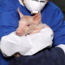 해방농장 이미지