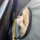 동산애견 이미지