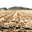 서도중학교 볼음분교 이미지