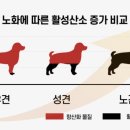 아나포유