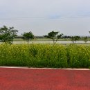 팽성대교길 티스토리