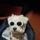 동락공원 반려동물 놀이터 이미지