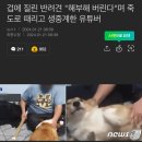 겁에 질린 반려견 해부해 버린다며 죽도로 때린 유튜버.. 이미지