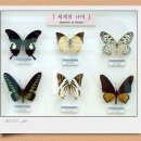 양지카운티 이미지