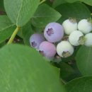 선운 농장 이미지