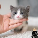 도봉-도봉-2430 | 노원고양이분양 건강 상태, 미모 상태 양호! 캣통령으로 오세요!