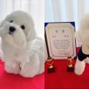 포근멍 애견 유치원 이미지