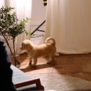 피크닉케이크 이미지