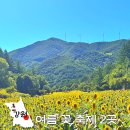 속곡산촌생태마을 | 7월 8월 강원도 여름 꽃 축제! 태백 해바라기 &amp; 속초 수목농원 수국축제