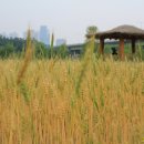 밀밭정원 이미지