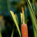 코스모스피아 이미지