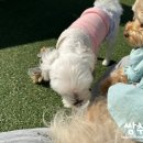 멍지중지 이미지