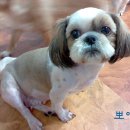 뽀야 이미지