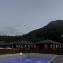 스테이펫 이미지